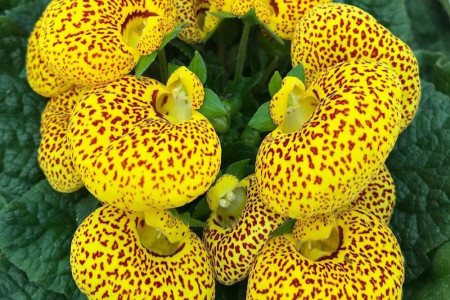 معرفی گل گوشواره ای و آموزش روش نگهداری و تکثیر گل گوشواره ای