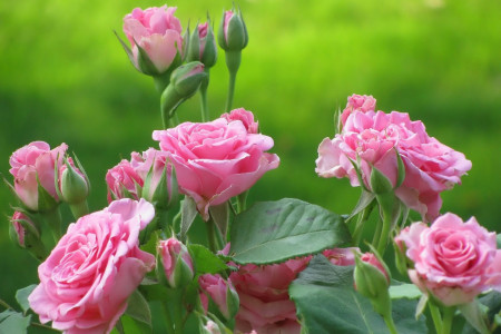 پیام تبریک روز جوان و میلاد حضرت علی اکبر (ع)