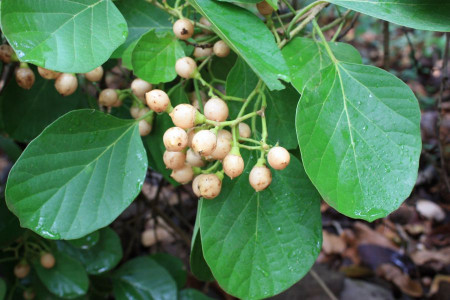 خاصیت بی نظیر سه پستان (سپستان)
