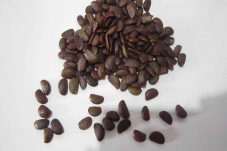 خرمالو : خواص درمانی میوه ، هسته و برگ خرمالو در طب سنتی