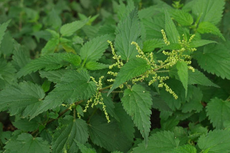 مضرات گزنه (عوارض جانبی، موارد احتیاطی و منع مصرف)