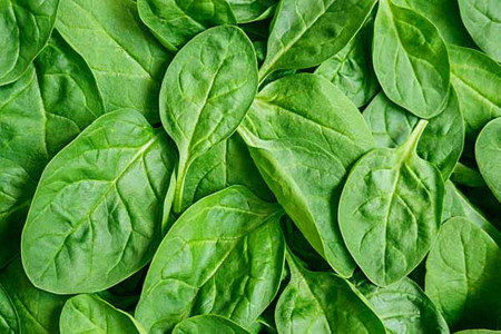 اسفناج غذای دارویی درمانی و بسیار شگفت انگیز