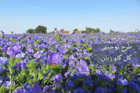 آشنایی با طرح توجیهی گل گاوزبان از کاشت تا برداشت