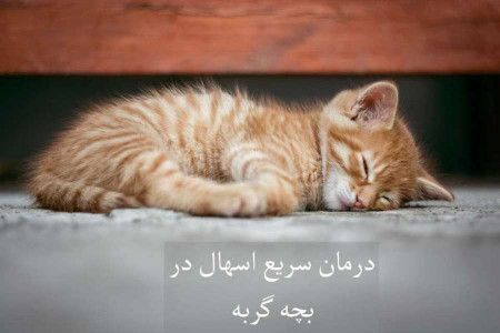 اسهال در بچه گربه :: علل و درمان سریع خانگی