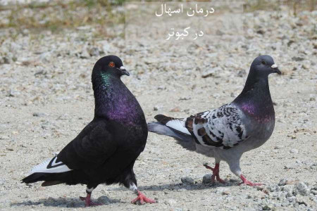 علل، تشخیص و درمان فوری اسهال در کبوتر