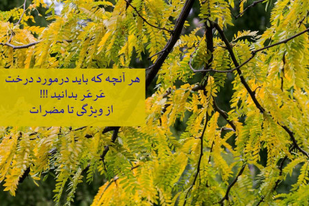 هر آنچه که باید درمورد درخت عَرعَر بدانید !!! از ویژگی تا مضرات