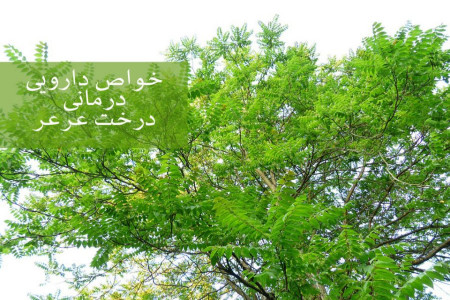 15 خاصیت دارویی درمانی درخت عَرعَر (آیلان)