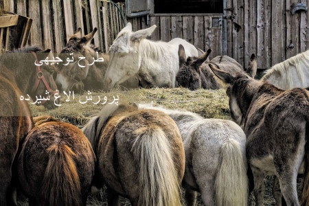طرح توجیهی پرورش الاغ شیرده + جداول مخارج و سوددهی