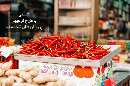 آشنایی با طرح توجیهی پرورش فلفل گلخانه ای