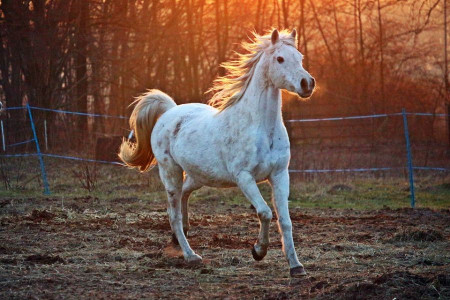107 نام (اسم) اصیل ایرانی به زبان کردی با ترجمه برای اسب ماده