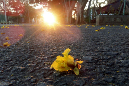 قشنگ ترین و زیباترین متن و پیامهای صبح بخیر گفتن از نوع دلتنگی