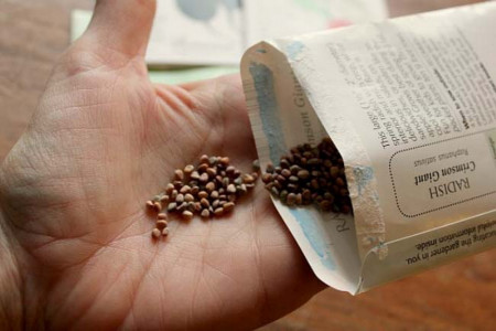 7 خاصیت اسرار آمیز دانه تربچه