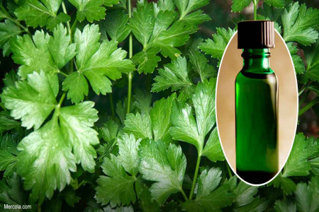 16 ویژگی عجیب روغن جعفری برای درمان بیماری ها