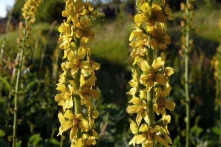 7 خاصیت استثنایی آگریمونیا برای درمان بیماری ها