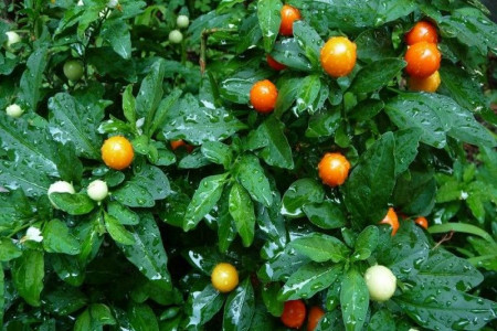 5 خاصیت جادویی گیلاس زمستانی