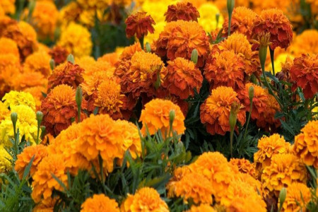 11 خاصیت بی نظیر گل همیشه بهار