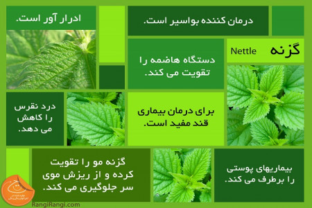 26 خاصیت جادویی گیاه گزنه برای سلامت بدن
