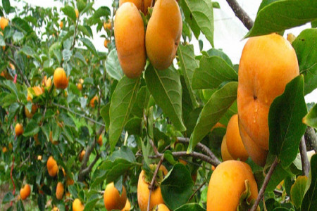 برگ درخت خرمالو و این همه خاصیت !