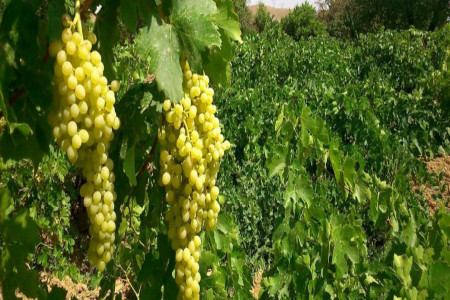 با روش کاشت درخت انگور و نگهداری از آن آشنا شوید