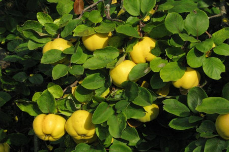 راهنمای کاشت درخت به و نگهداری از آن