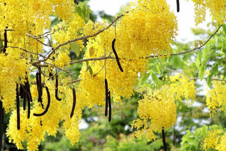 راهنمای کاشت درخت فلوس و خواص آن