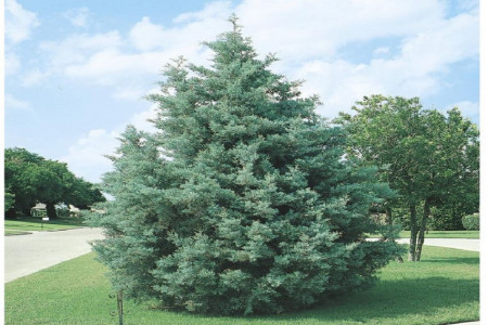 اصول کاشت و تکثیر درخت سرو نقره ای
