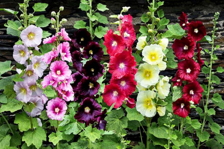 راهنمای کاشت و پرورش گل ختمی