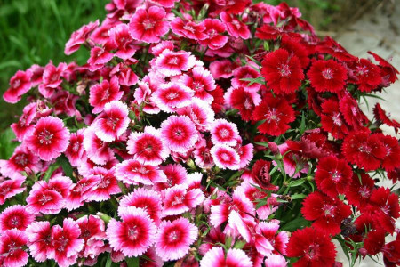 روش کاشت و پرورش گل میخک
