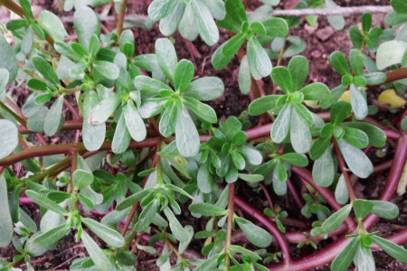 روش کاشت و تکثیر گیاه خرفه