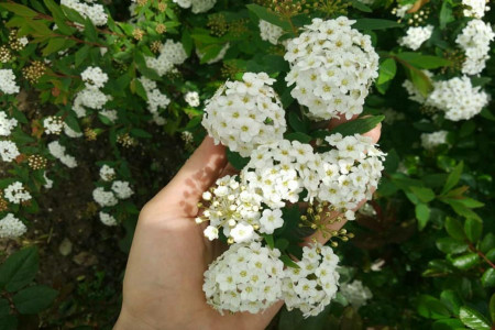 روش کاشت و نگهداری درختچه عروس