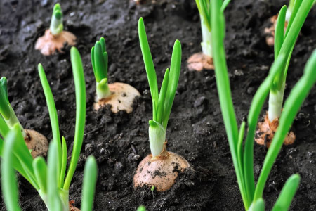 راهنمای کاشت و پرورش پیاز