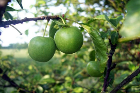 اصول کاشت و تکثیر درخت گوجه سبز