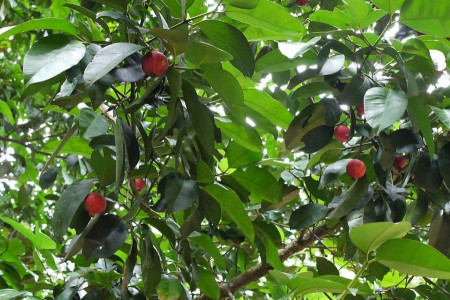 معرفی درخت کولا و خواص دانه های آن
