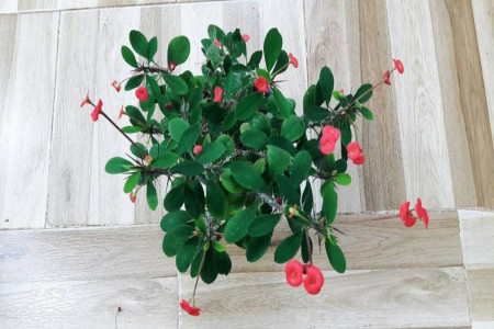 روش نگهداری و قلمه زدن گل مرجان