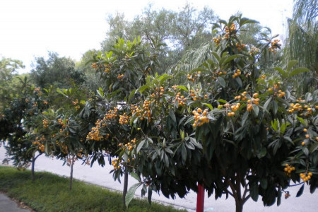 اصول کاشت و تکثیر درخت ازگیل
