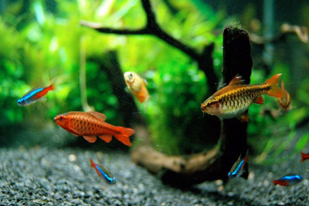 راهنمای خرید ماهی برای آکواریوم