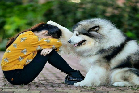آشنایی با وفادارترین نژاد سگ