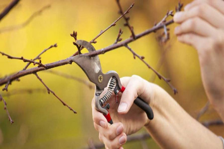 انواع هرس و فواید آن برای درختان