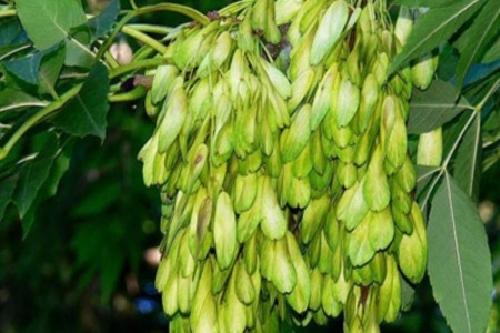 آشنایی با خواص باورنکردنی زبان گنجشک
