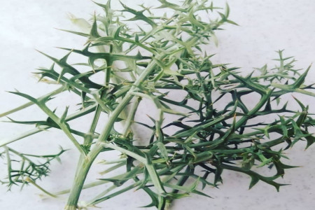 معرفی گیاه فیاله و خواص دارویی آن