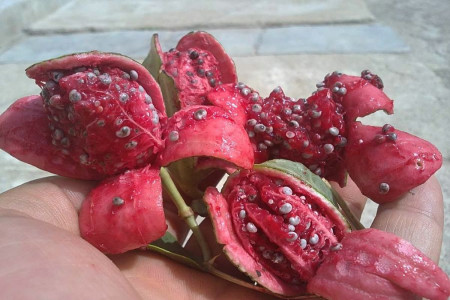 آشنایی با خواص و مضرات لگجین