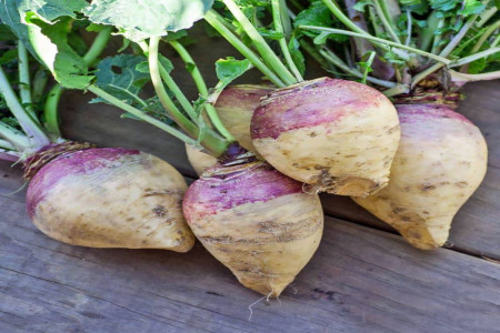 راهنمای کاشت و پرورش شلغم