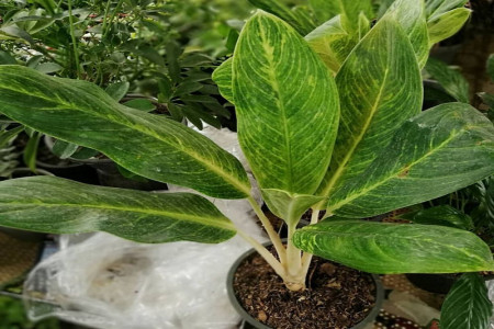 روش نگهداری و تکثیر آگلونما طلایی