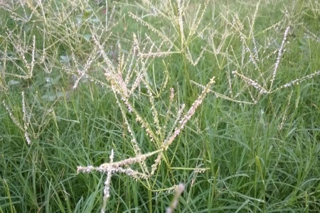 آشنایی با علف هرز پنجه مرغی