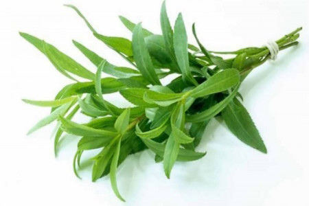 روش کاشت مرزه در خانه