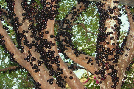 درخت توپی درختی عجیب و مرگبار