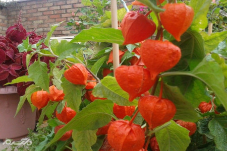 سقط جنین با عروسک پشت پرده