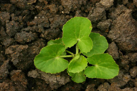 همه چیز درباره گیاه سنتلا