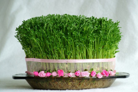 کاشت سبزه با ماش / چگونه در خانه با ماش سبزه بکارم ؟