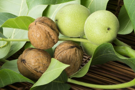 بررسی خواص بی نظیر برگ درخت گردو
